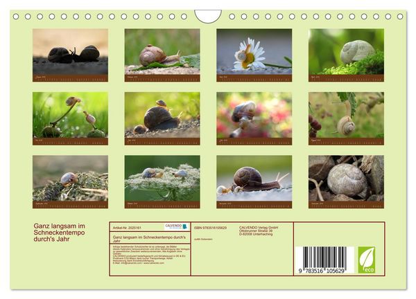 Produktbild: Ganz langsam im Schneckentempo durch's Jahr (Wandkalender 2026 DIN A4 quer), CALVENDO Monatskalender