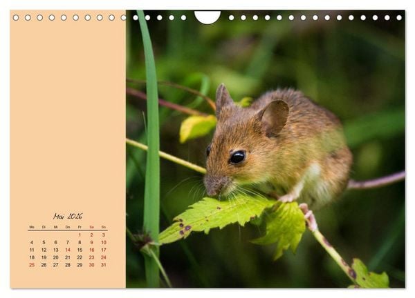 Produktbild: Mausige Zeiten! Putzige Gesellen mit Knopfaugen (Wandkalender 2026 DIN A4 quer), CALVENDO Monatskalender