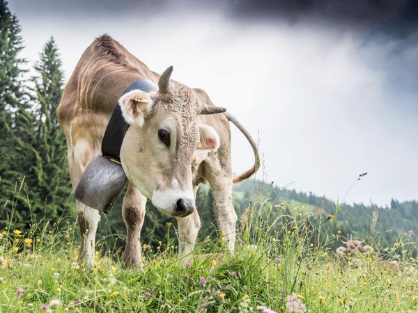 Produktbild: CALVENDO Puzzle Neugieriges Braunvieh | 1000 Teile Lege-Gr&ouml;&szlig;e 64x48cm Foto-Puzzle f&uuml;r gl&uuml;ckliche Stunden