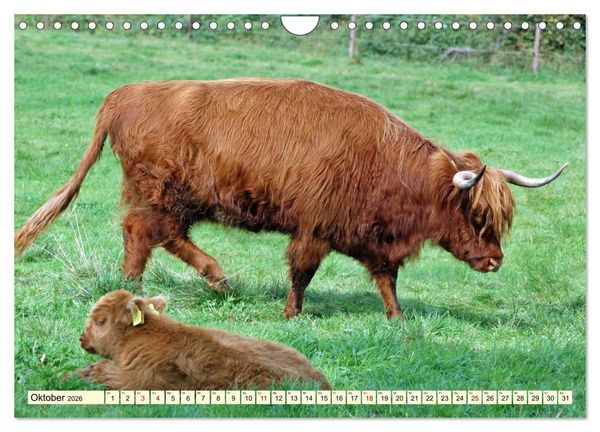 Produktbild: Die anmutigste Rinderrasse - Das schottische Hochlandrind (Wandkalender 2026 DIN A4 quer), CALVENDO Monatskalender