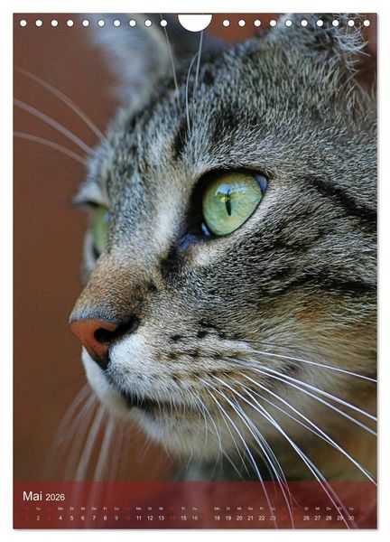Produktbild: KATZEN AUGEN BLICKE (Wandkalender 2026 DIN A4 hoch), CALVENDO Monatskalender