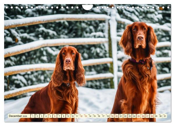 Produktbild: Irish Setter - pure grace (Wall Calendar 2026 DIN A4 landscape), CALVENDO 12 Month Wall Calendar
