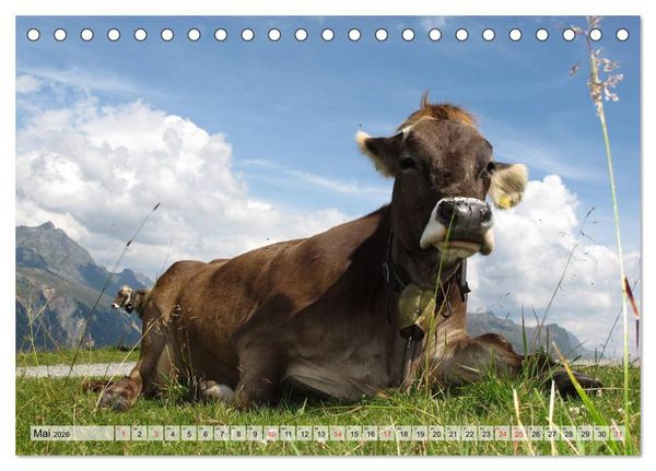 Produktbild: Gl&uuml;ckliche K&uuml;he auf saftigen Wiesen (Tischkalender 2026 DIN A5 quer), CALVENDO Monatskalender