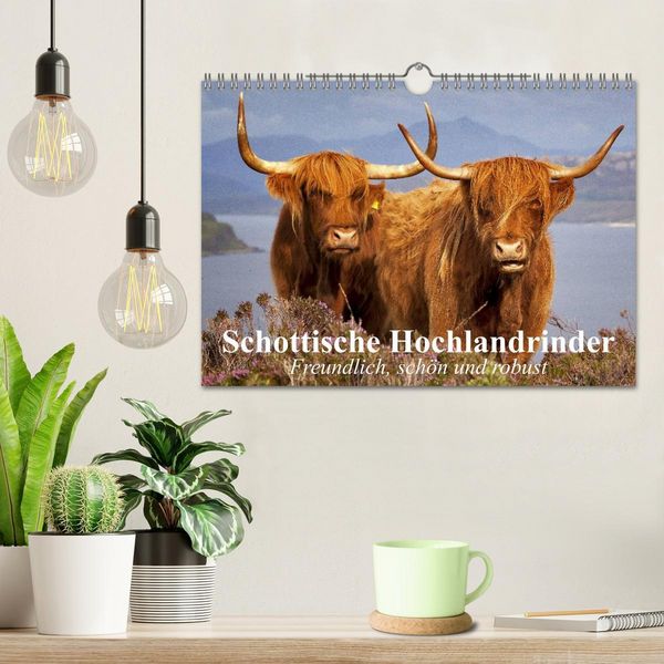 Produktbild: Schottische Hochlandrinder. Freundlich, sch&ouml;n und robust (Wandkalender 2026 DIN A4 quer), CALVENDO Monatskalender