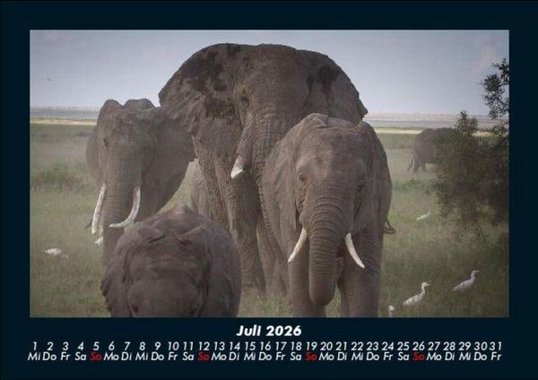 Produktbild: Elefanten 2026 Fotokalender DIN A5