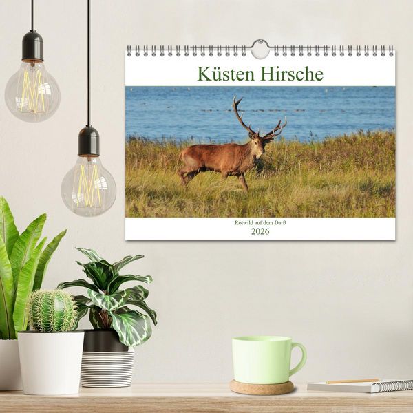 Produktbild: K&uuml;sten Hirsche - Rotwild auf dem Dar&szlig; (Wandkalender 2026 DIN A4 quer), CALVENDO Monatskalender