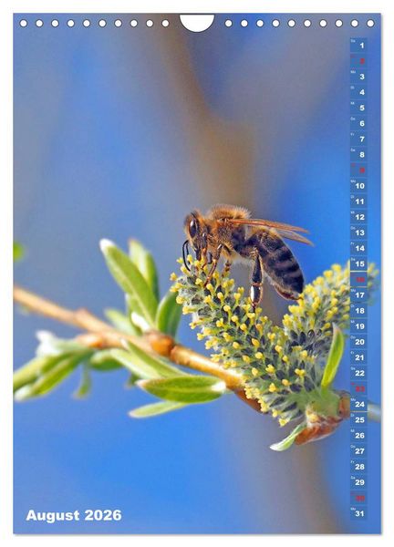 Produktbild: Blossom Love, von Bienen und Hummeln (Wandkalender 2026 DIN A4 hoch), CALVENDO Monatskalender
