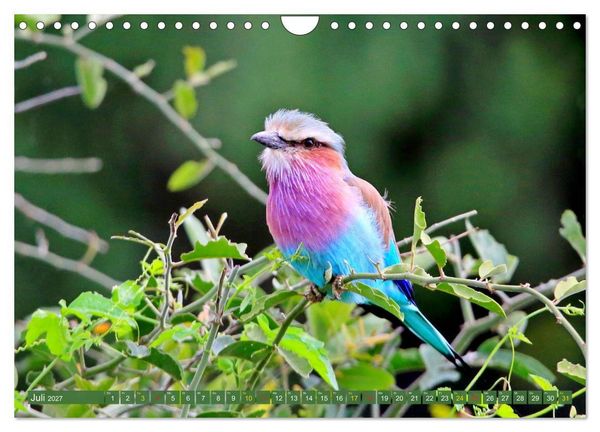 Produktbild: V&ouml;gel in Afrika - Magie der Farben (Wandkalender 2027 DIN A4 quer), CALVENDO Monatskalender