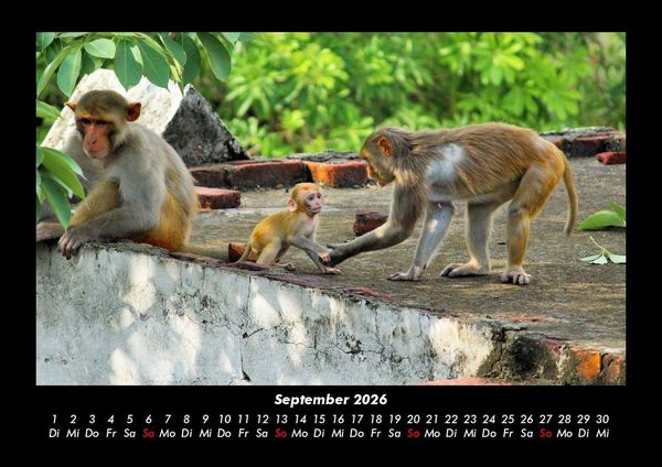 Produktbild: Welt der Affen 2026 Fotokalender DIN A3