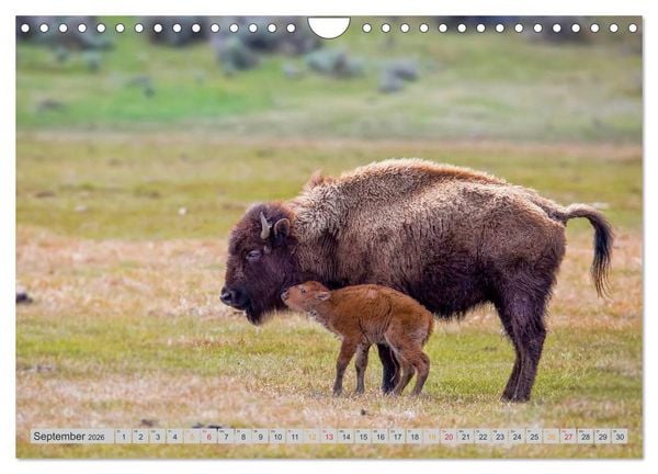 Produktbild: Bison und Wisent - Riesen mit unb&auml;ndiger Kraft (Wandkalender 2026 DIN A4 quer), CALVENDO Monatskalender