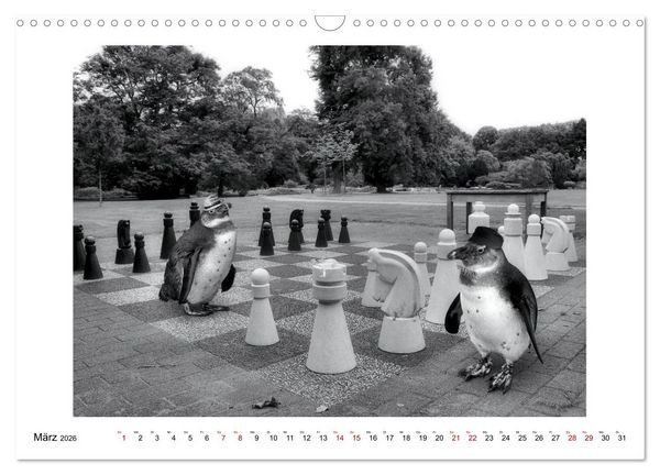 Produktbild: Pinguine privat (Wandkalender 2026 DIN A3 quer), CALVENDO Monatskalender