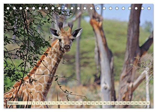 Produktbild: Afrika. Botswanas wundervolle Tierwelt (Tischkalender 2026 DIN A5 quer), CALVENDO Monatskalender