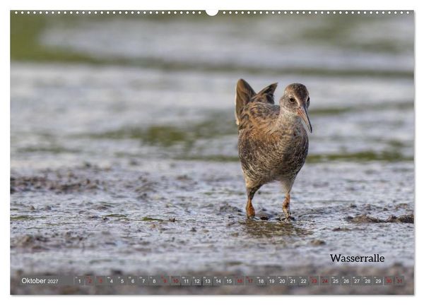 Produktbild: Vogelfotografie aus dem Norden (Wandkalender 2027 DIN A2 quer), CALVENDO Monatskalender