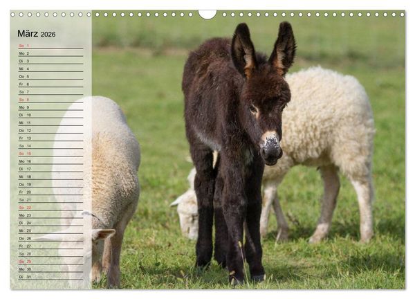 Produktbild: Esel. H&uuml;bsch, klug und flei&szlig;ig (Wandkalender 2026 DIN A3 quer), CALVENDO Monatskalender