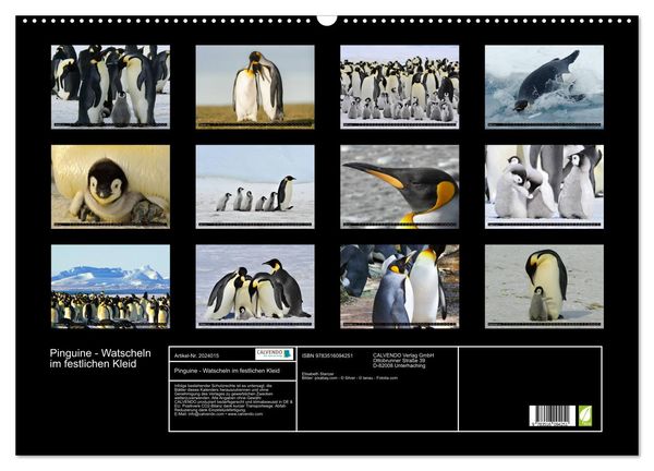 Produktbild: Pinguine - Watscheln im festlichen Kleid (Wandkalender 2026 DIN A2 quer), CALVENDO Monatskalender