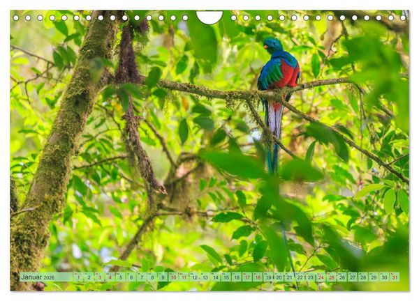 Produktbild: Tropenparadies zwischen Ozeanen Costa Rica (Wandkalender 2026 DIN A4 quer), CALVENDO Monatskalender