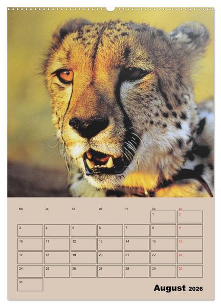 Produktbild: Gro&szlig;katzen. Raubkatzengesichter (hochwertiger Premium Wandkalender 2026 DIN A2 hoch), Kunstdruck in Hochglanz