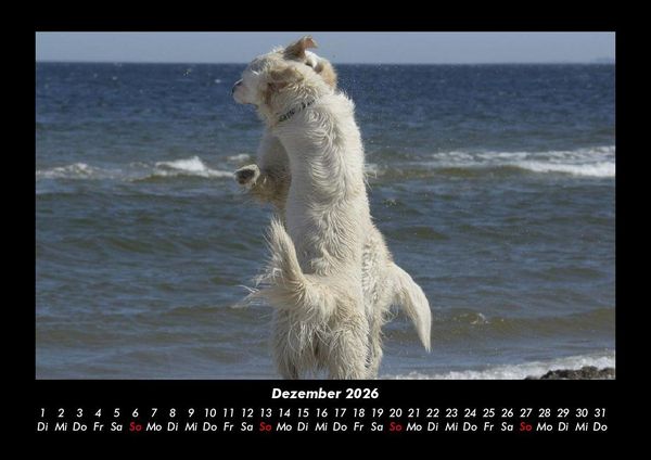 Produktbild: Der Hundekalender 2026 Fotokalender DIN A3