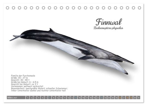 Produktbild: Wale und Delfine Steckbriefe (Tischkalender 2027 DIN A5 quer), CALVENDO Monatskalender