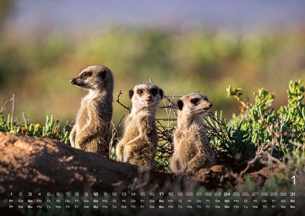 Produktbild: Erdm&auml;nnchen &ndash; Kleine W&auml;chter, gro&szlig;e Abenteuer! - 2027 - Kalender DIN A2