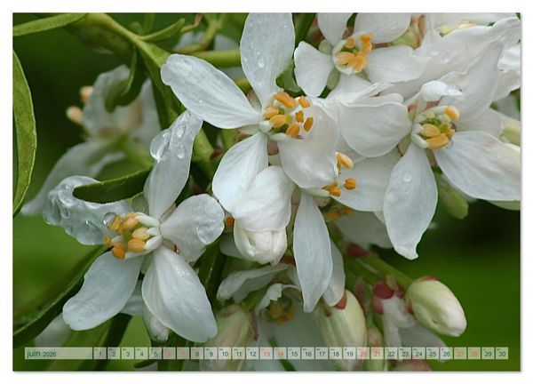 Produktbild: DES FLEURS ENCHANTERESSES (Calendrier mural 2026 DIN A2 vertical), CALVENDO calendrier mensuel