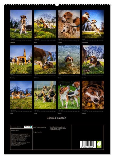 Produktbild: Beagles in action (High Quality Premium Wall Calendar 2026 DIN A2 portrait),CALVENDO 12 Month Wall Calendar