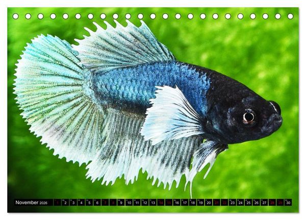 Produktbild: Beliebte Fische der Welt (Tischkalender 2026 DIN A5 quer), CALVENDO Monatskalender