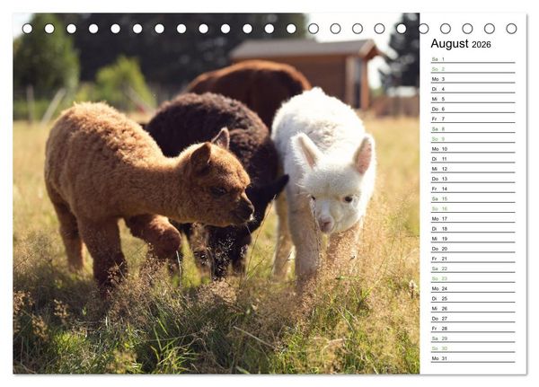 Produktbild: Alpakas im Paradies (Tischkalender 2026 DIN A5 quer), CALVENDO Monatskalender