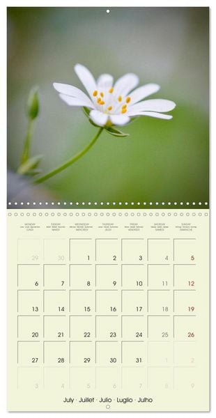 Produktbild: Flowers from dreamland (Wall Calendar 2026 12 &times; 12 Inch) CALVENDO 12 Month Wall Calendar