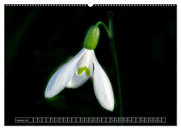 Produktbild: Mysterious plant portraits (Wall Calendar 2026 DIN A2 landscape), CALVENDO 12 Month Wall Calendar