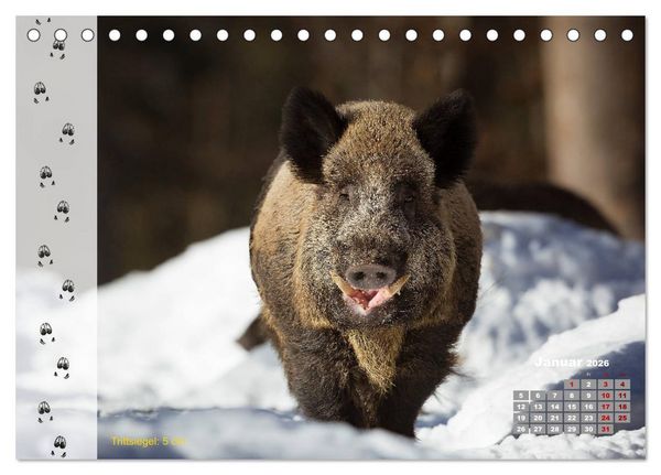 Produktbild: Tierspuren in der Natur (Tischkalender 2026 DIN A5 quer), CALVENDO Monatskalender