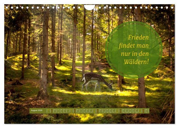 Produktbild: WALD Erholung pur (Wandkalender 2026 DIN A4 quer), CALVENDO Monatskalender