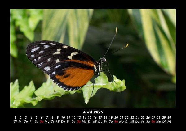 Produktbild: Bunte Pracht der Schmetterlinge 2025 Fotokalender DIN A3