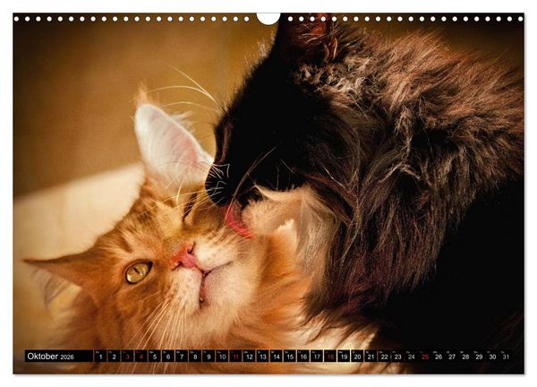 Produktbild: KATZEN Beautys (Wandkalender 2026 DIN A3 quer), CALVENDO Monatskalender