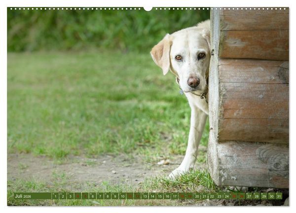 Produktbild: Labrador Trio - 3 Farben, 3 Freunde (hochwertiger Premium Wandkalender 2026 DIN A2 quer), Kunstdruck in Hochglanz