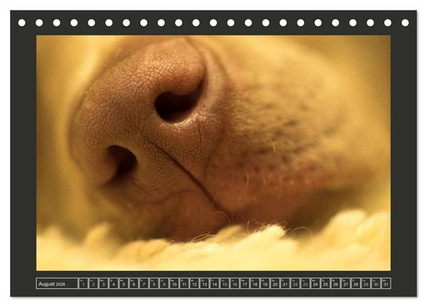 Produktbild: Weimaraner - Ein Welpenjahr (Tischkalender 2026 DIN A5 quer), CALVENDO Monatskalender