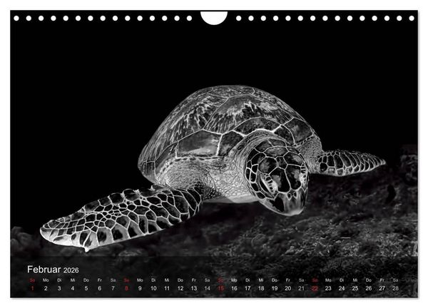 Produktbild: Schildkr&ouml;ten des Ozeans (Wandkalender 2026 DIN A4 quer), CALVENDO Monatskalender