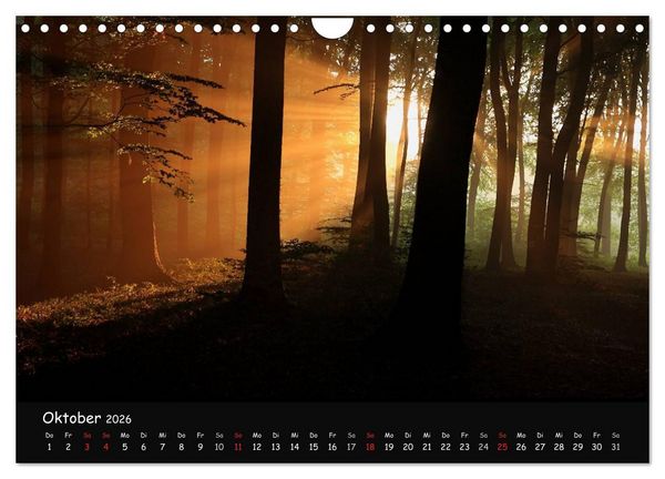 Produktbild: Lichter im Wald (Wandkalender 2026 DIN A4 quer), CALVENDO Monatskalender