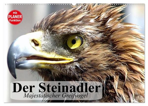 Produktbild: Der Steinadler. Majest&auml;tischer Greifvogel (Wandkalender 2026 DIN A2 quer), CALVENDO Monatskalender