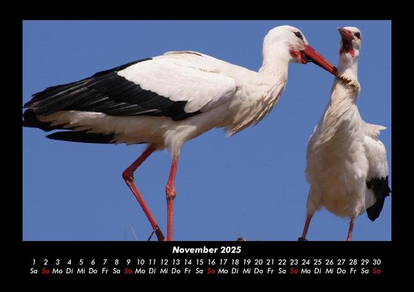 Produktbild: Welt der Tiere 2025 Fotokalender DIN A3
