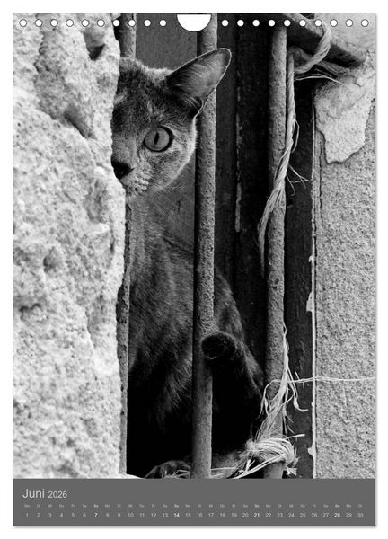 Produktbild: Sonja Heller Katzen in SW-Portraits (Wandkalender 2026 DIN A4 hoch), CALVENDO Monatskalender