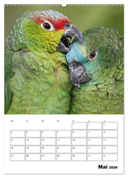 Produktbild: Papageien - Graupapagei, Rosella und Co. (hochwertiger Premium Wandkalender 2026 DIN A2 hoch), Kunstdruck in Hochglanz