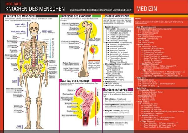 Produktbild: Knochen des Menschen