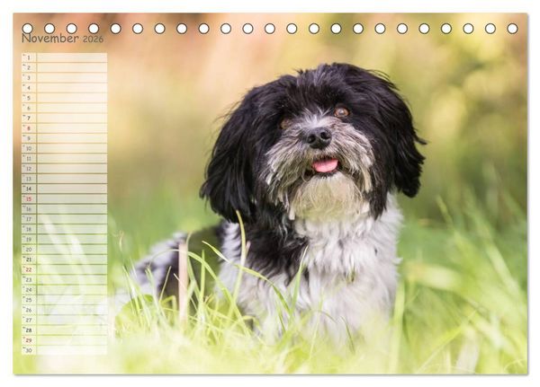 Produktbild: Spa&szlig; mit Havanesern (Tischkalender 2026 DIN A5 quer), CALVENDO Monatskalender