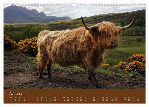 Produktbild: Schottische Hochlandrinder - Highland Cattle (Wandkalender 2026 DIN A3 quer), CALVENDO Monatskalender