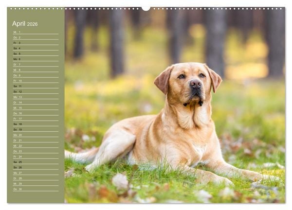 Produktbild: Hunde im Fokus (Wandkalender 2026 DIN A2 quer), CALVENDO Monatskalender