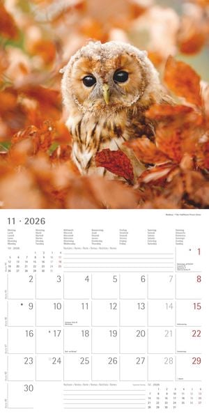Produktbild: Alpha Edition - Eulen 2026 Broschürenkalender, 30x30cm, Wandkalender mit Platz für Notizen und Termine, beeindruckende Eulen-Motive, Monatsübersicht u