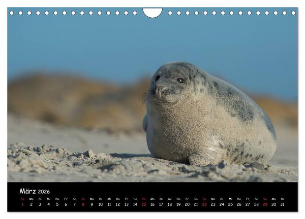 Produktbild: Robben auf Helgoland 2026 (Wandkalender 2026 DIN A4 quer), CALVENDO Monatskalender