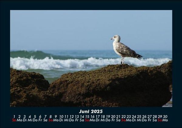 Produktbild: M&ouml;wen 2025 Fotokalender DIN A5