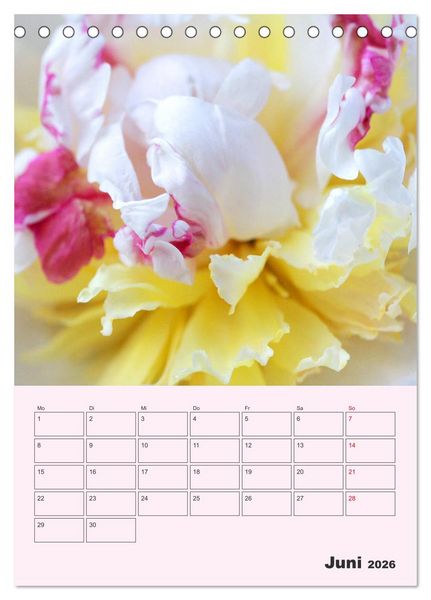 Produktbild: Pfingstrosen Rosen ohne Dornen (Tischkalender 2026 DIN A5 hoch), CALVENDO Monatskalender